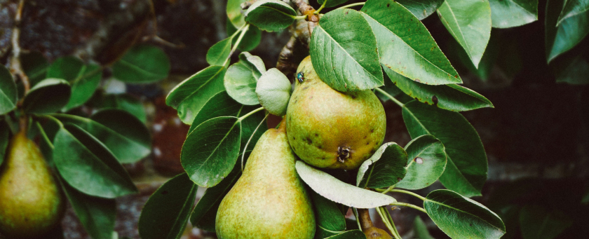 Pears on a tree
