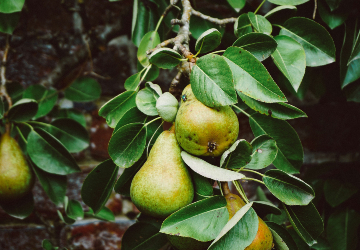 Pears hanging from tree